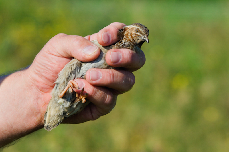 Kwartel in de hand